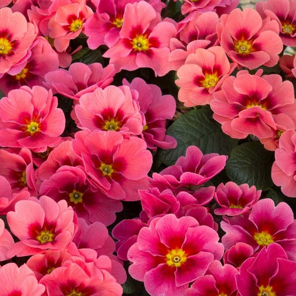 Primula Husky Raspberry Punch | Primrose
