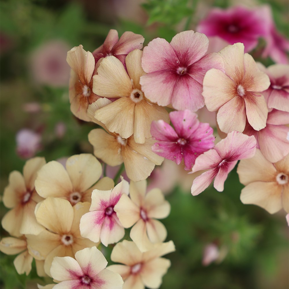 <i>Phlox drummondii</i> 'Cherry Caramel'