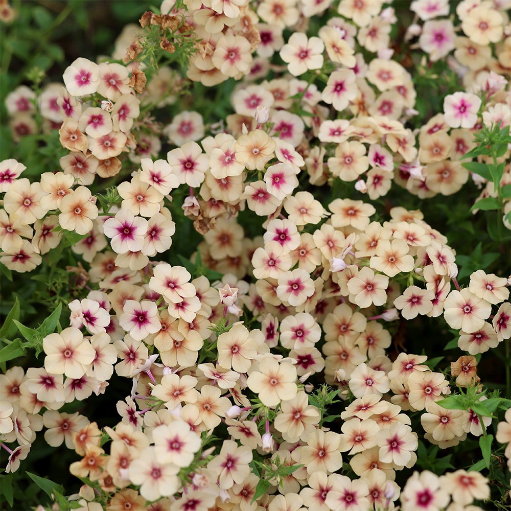 <i>Phlox drummondii</i> 'Cherry Caramel'