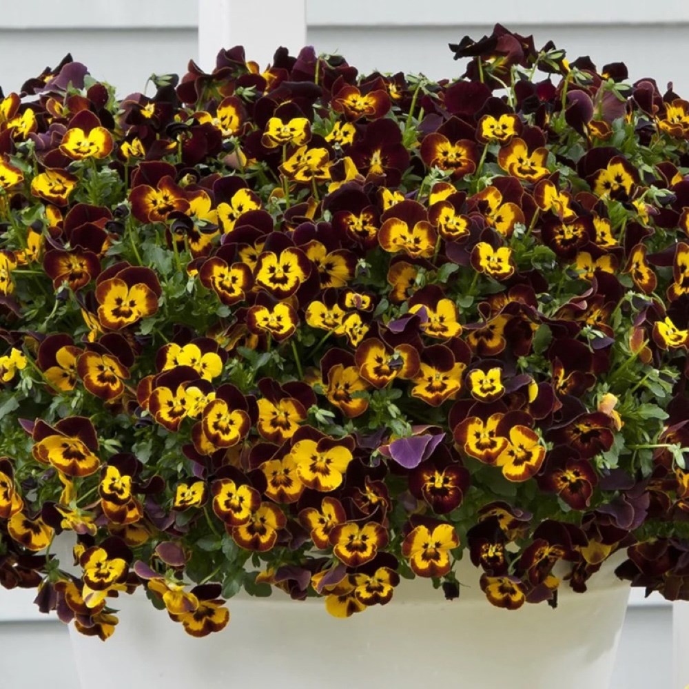 Viola × Wittrockiana Cool Wave Fire | Pansy