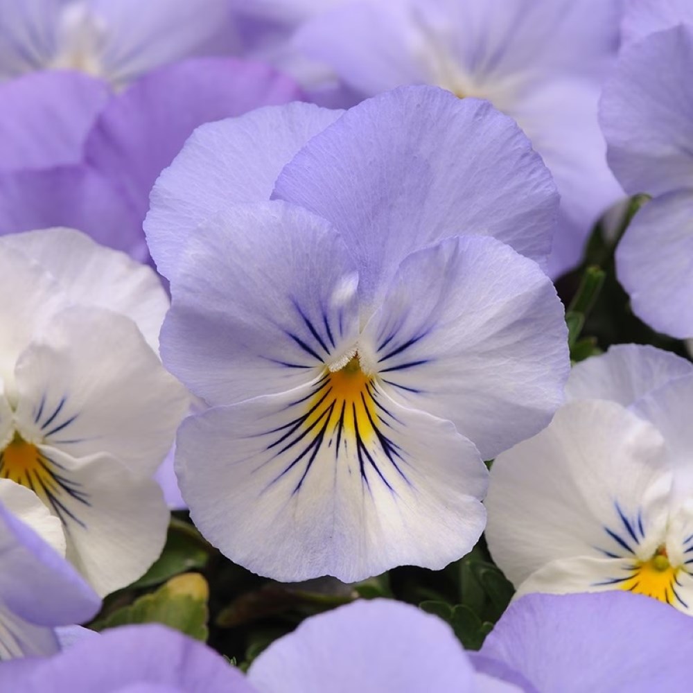 Viola × Wittrockiana Cool Wave Frost | Pansy