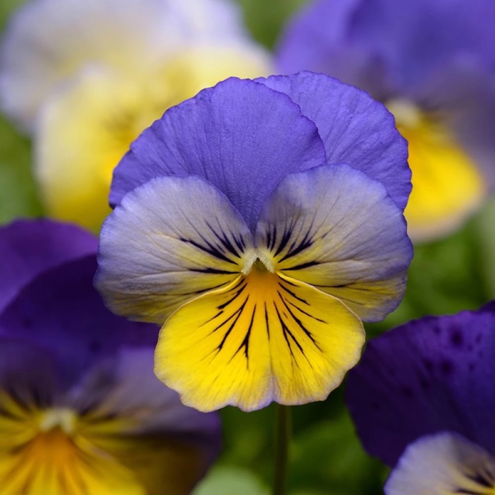 Viola × Wittrockiana Cool Wave Morpho | Pansy