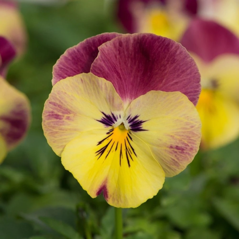 Viola × Wittrockiana Cool Wave Strawberry Swirl | Pansy