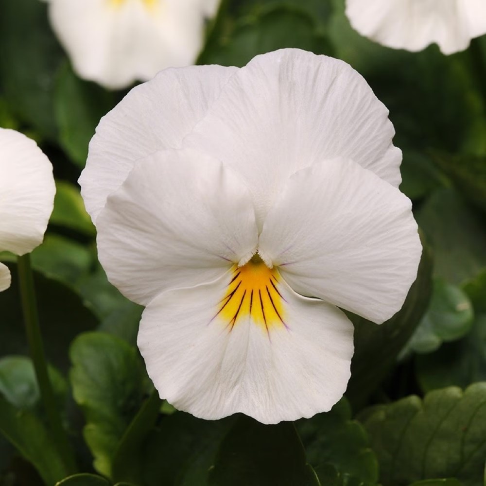Viola × Wittrockiana Cool Wave White | Pansy