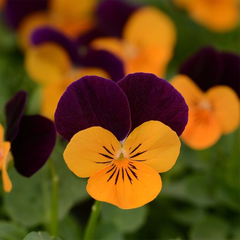 Viola Sorbet Xp Orange Jump Up | Viola
