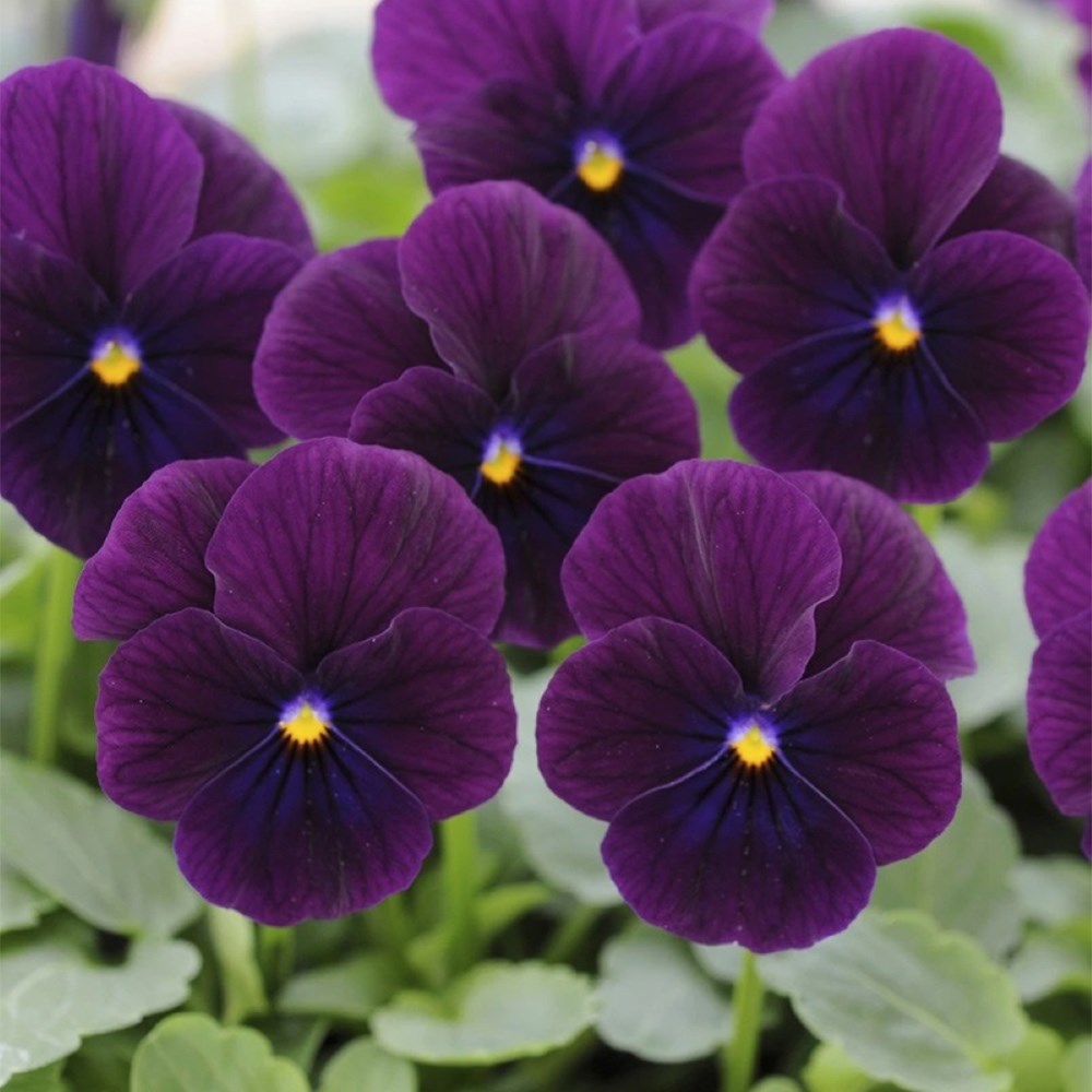 Viola Sorbet Xp Purple | Viola