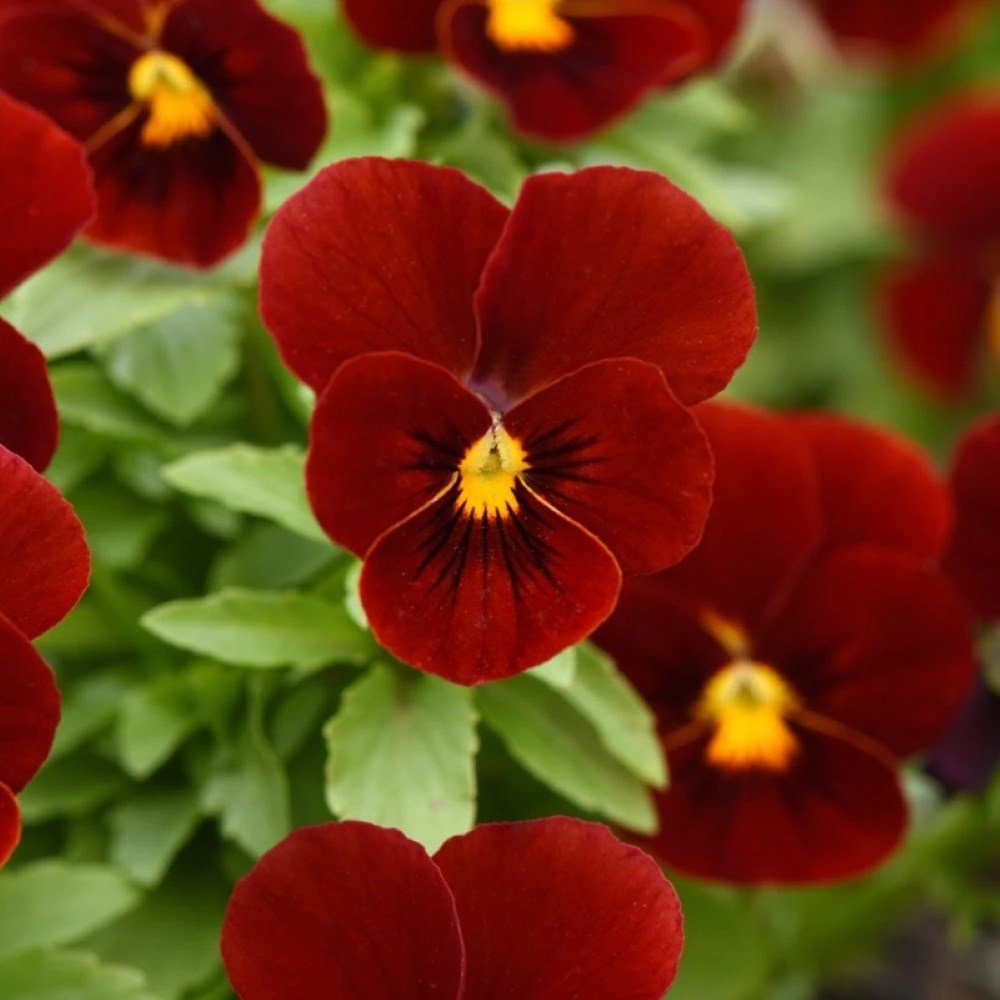 Viola Sorbet Xp Red | Viola