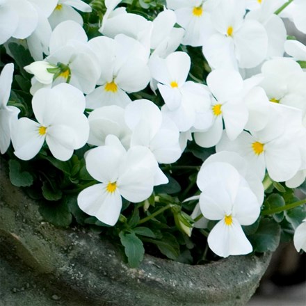 Viola Sorbet XP White (Sorbet XP Series)