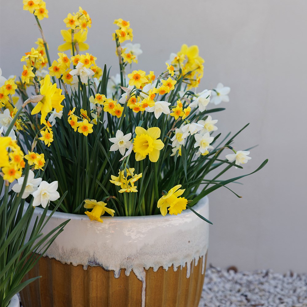 Joyful Daffodil Collection