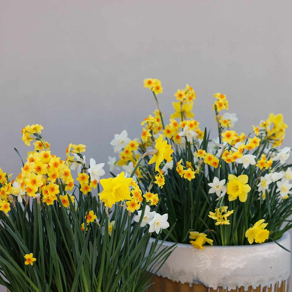 Joyful Daffodil Collection