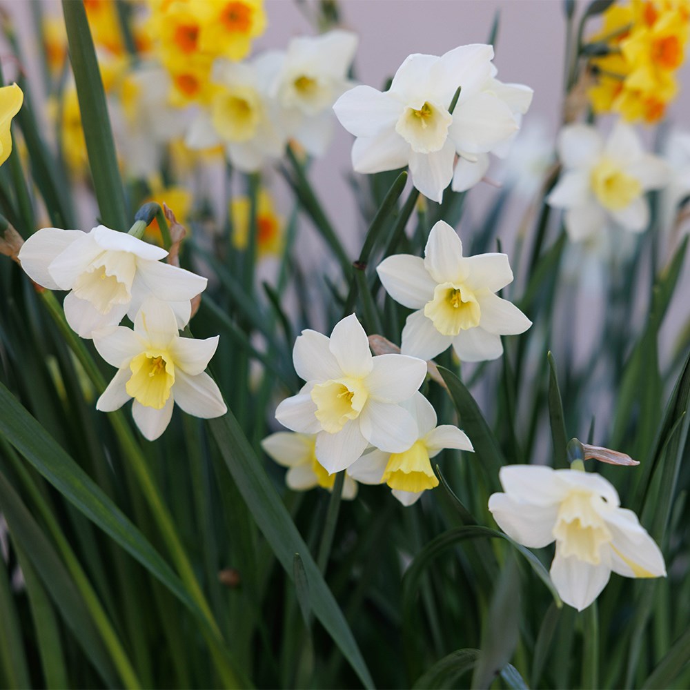 Joyful Daffodil Collection