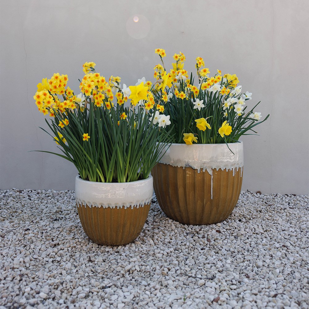 Joyful Daffodil Collection