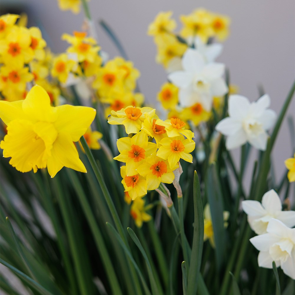Joyful Daffodil Collection