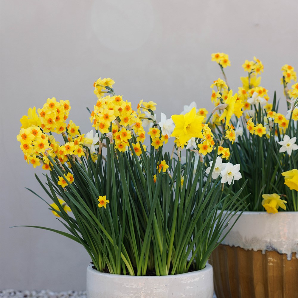 Joyful Daffodil Collection