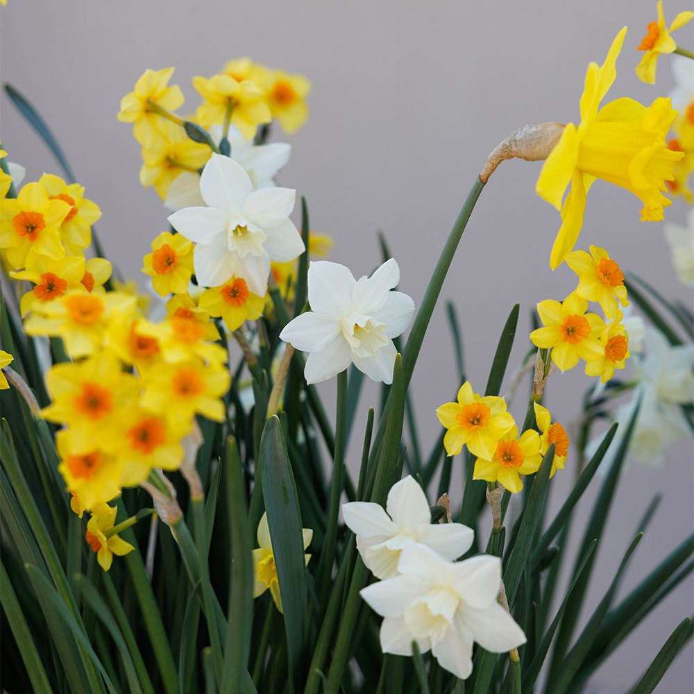 Joyful Daffodil Collection