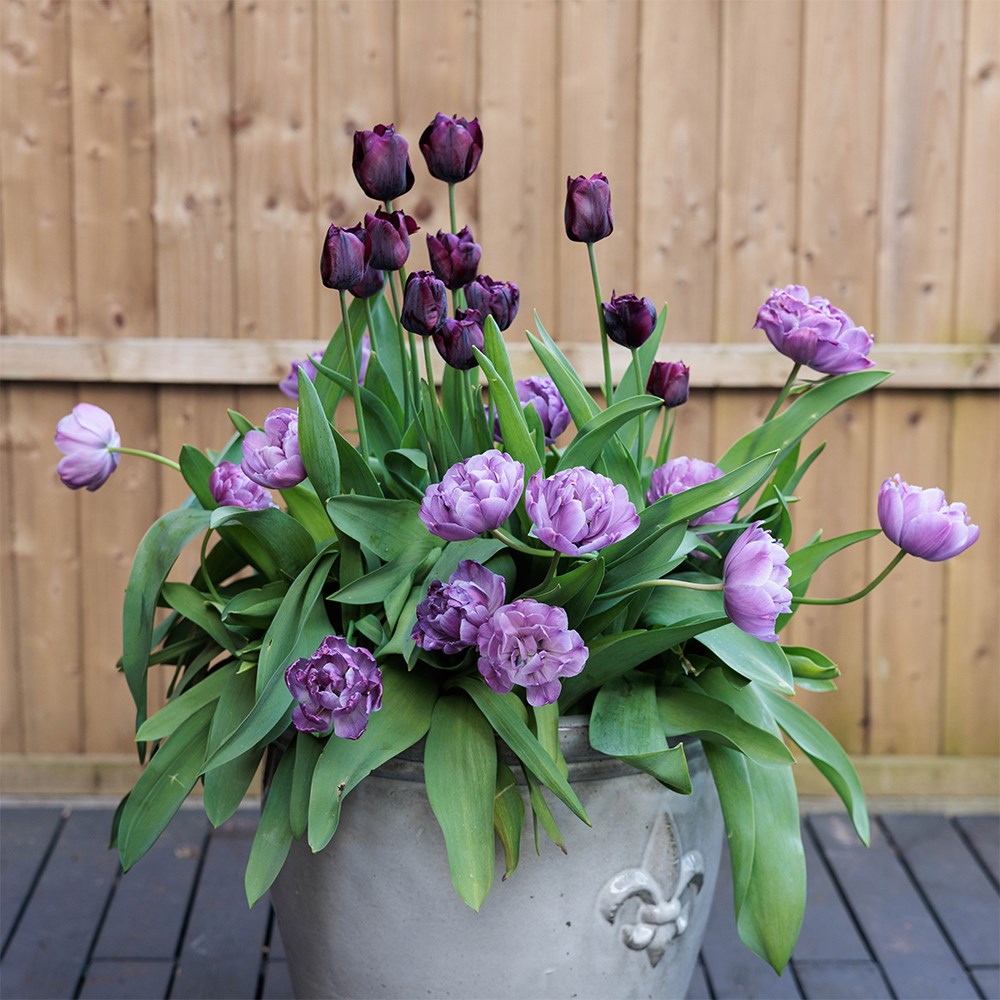 The Aurora Tulip Collection