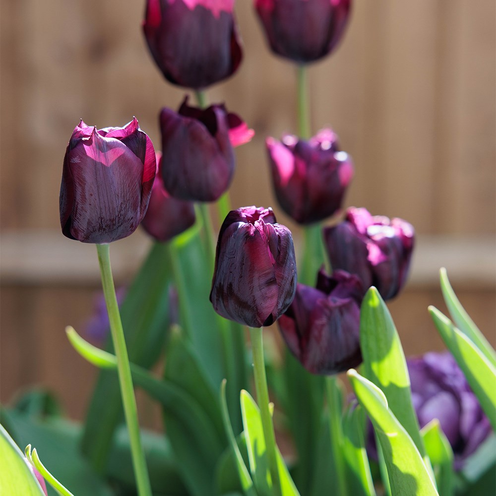 The Aurora Tulip Collection