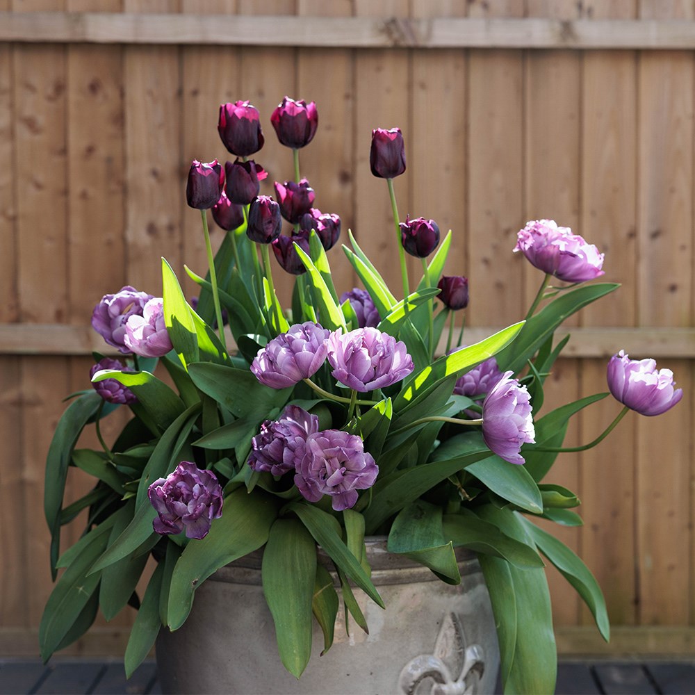 The Aurora Tulip Collection