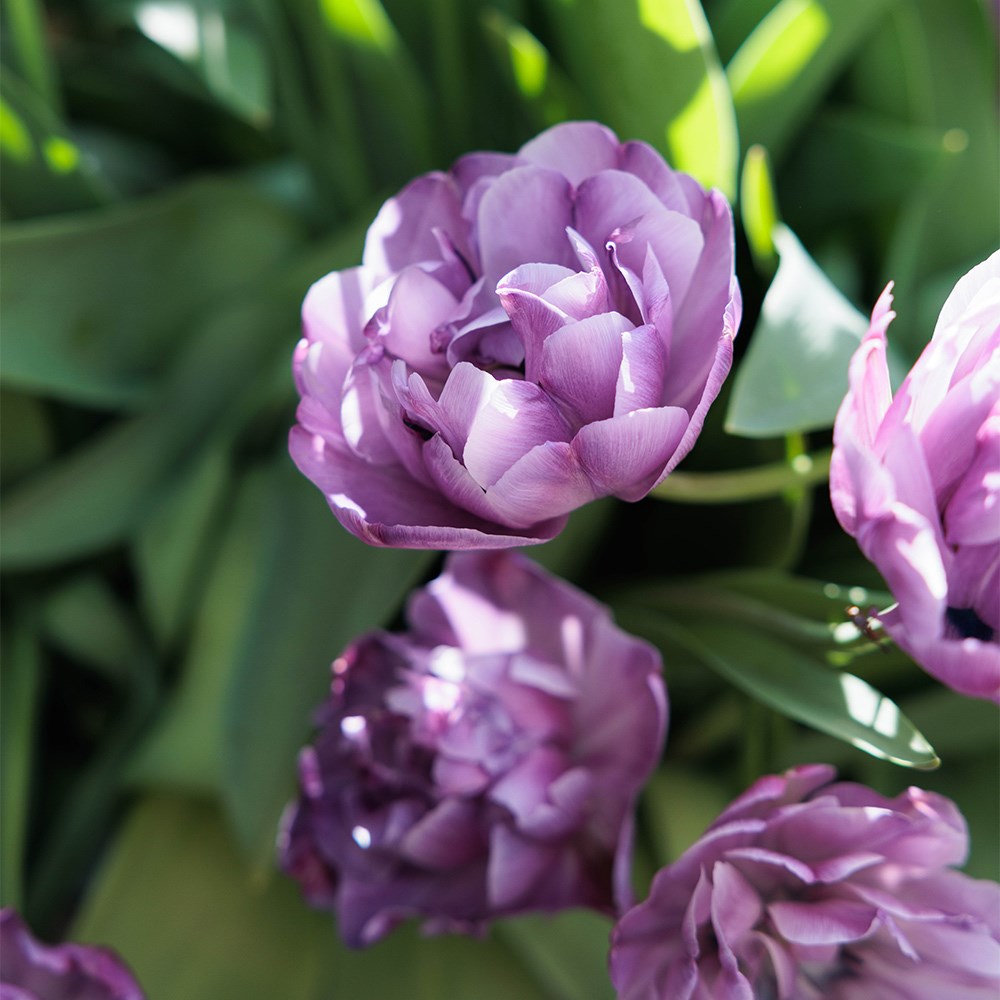 The Aurora Tulip Collection
