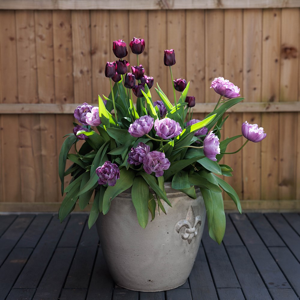 The Aurora Tulip Collection