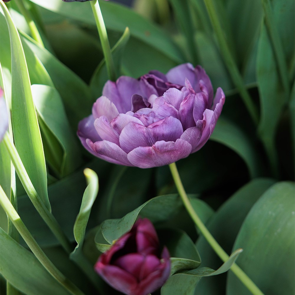 The Aurora Tulip Collection
