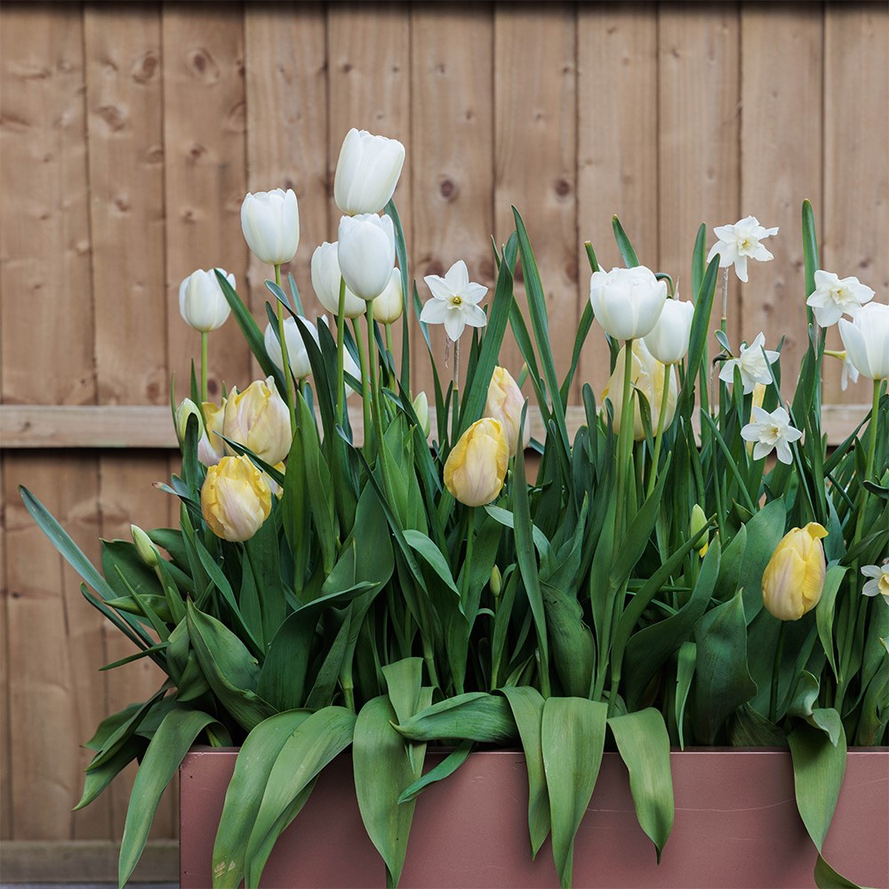 Buttercream Bulb Collection
