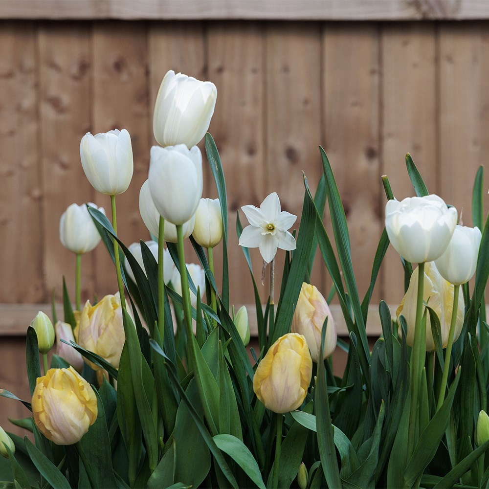 Buttercream Bulb Collection