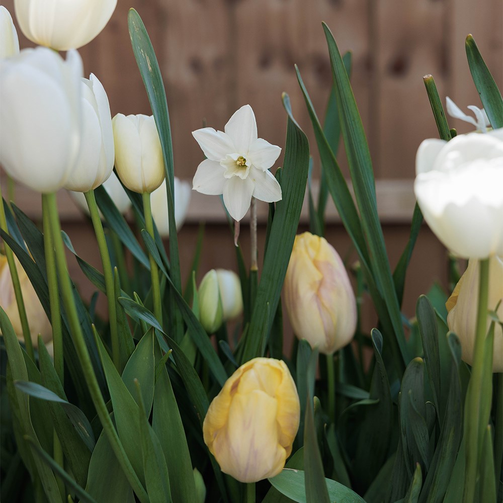 Buttercream Bulb Collection