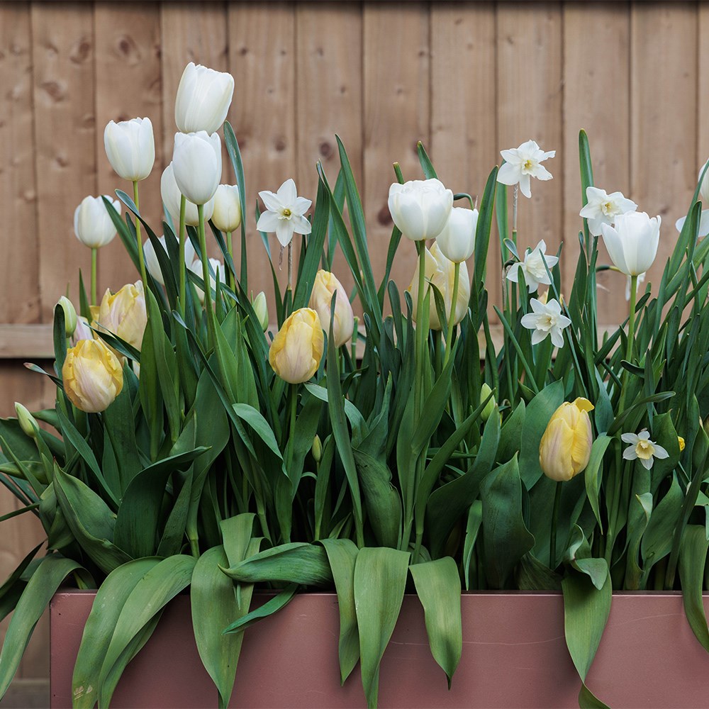 Buttercream Bulb Collection