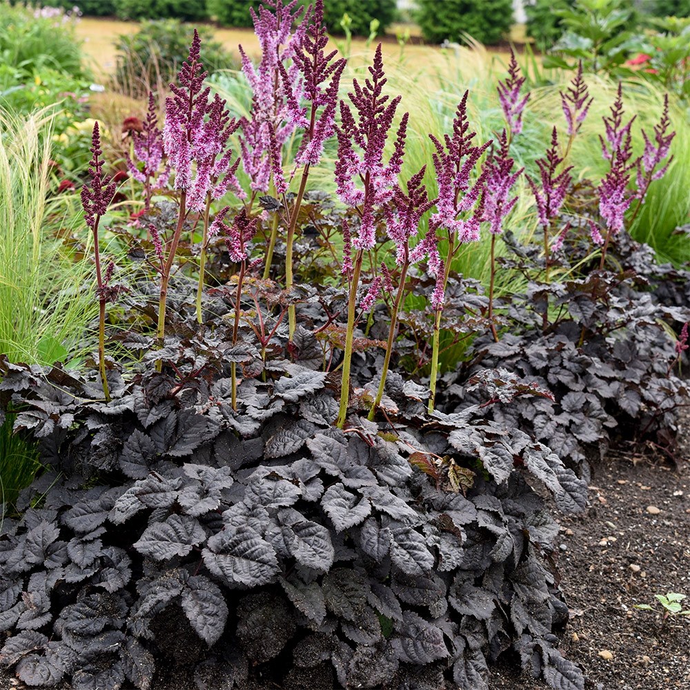 <i>Astilbe</i> 'Darkside of the Moon' (PBR)