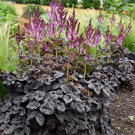 Astilbe Darkside of the Moon (PBR)