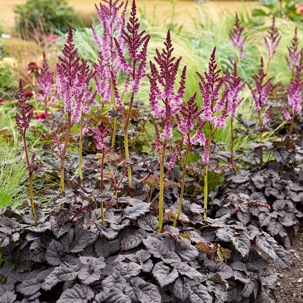 <i>Astilbe</i> 'Darkside of the Moon' (PBR)