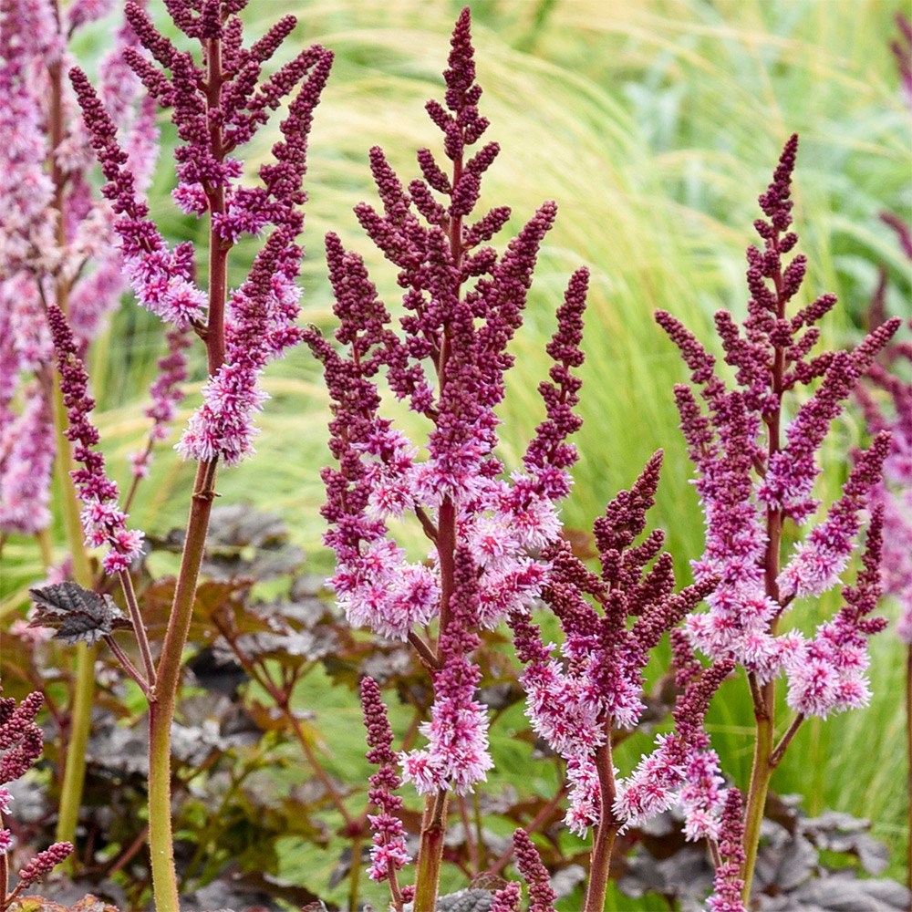 <i>Astilbe</i> 'Darkside of the Moon' (PBR)