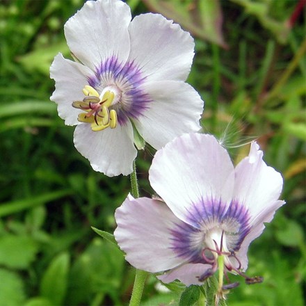 Geranium phaeum Wendy's Blush