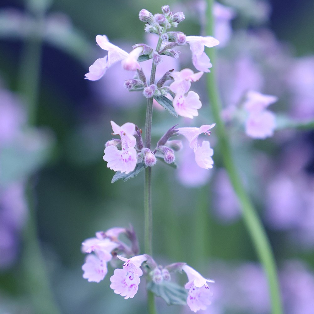 <i>Nepeta racemosa</i> 'Amelia'