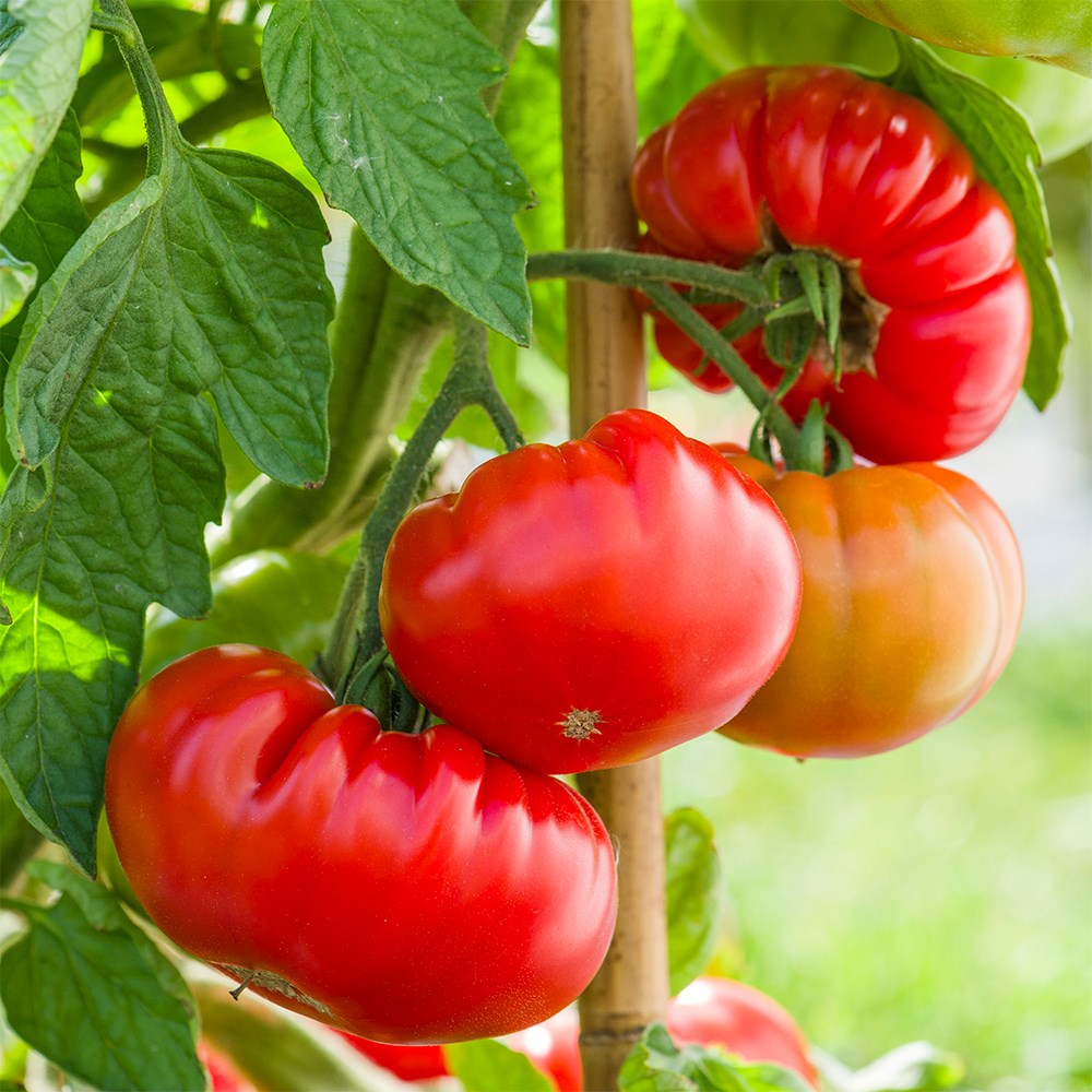 Tomato Tomande | Marmande Beefsteak Tomato F1