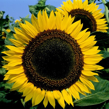 Helianthus Annuus Taiyo
