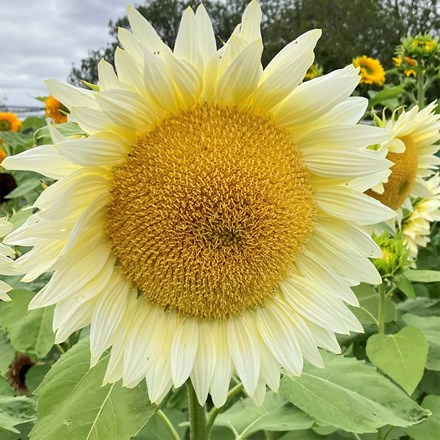 Helianthus Annuus ProCut White Lite (ProCut Series)