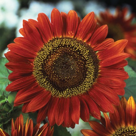 Helianthus Annuus Red Sun