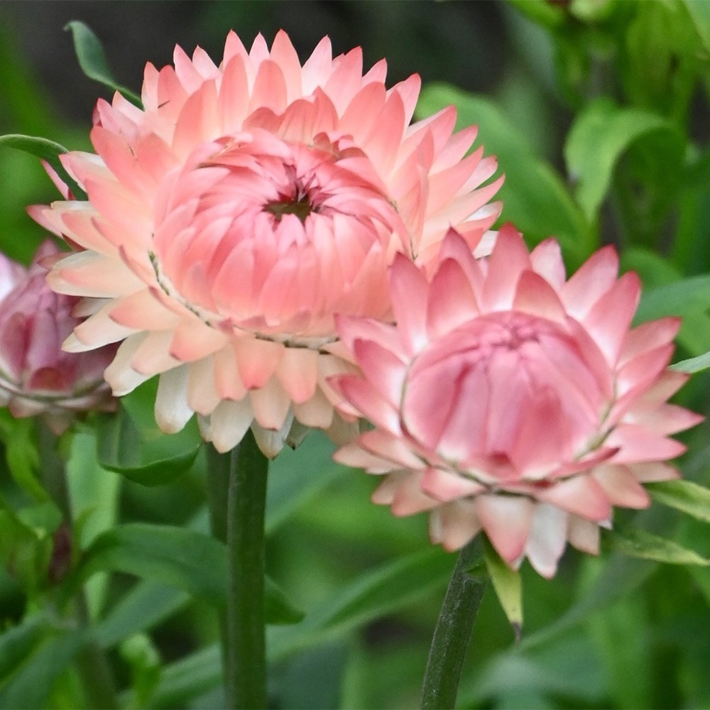 Helichrysum Bracteatum Salmon Rose | Everlasting Strawflower