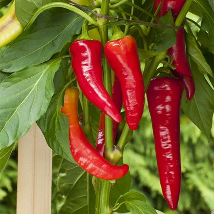 chilli Cayenne