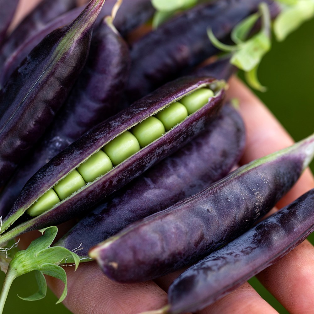 Pea Blauwschokker | Purple Podded Pea