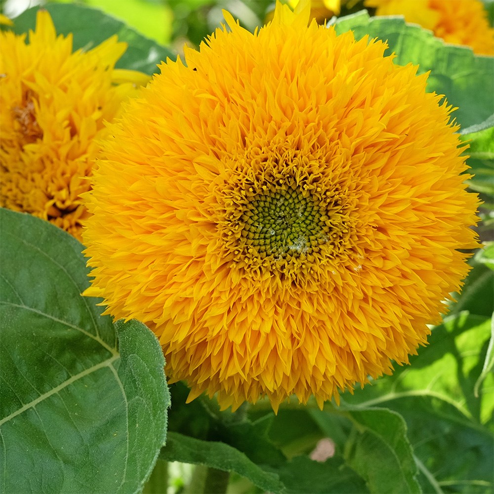Helianthus Annuus Teddy Bear | Sunflower