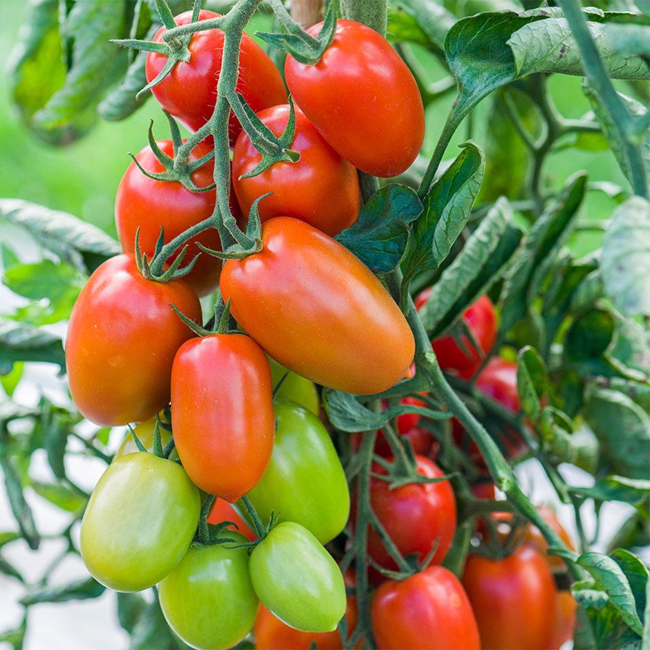 Tomato Nagina | Plum Tomato