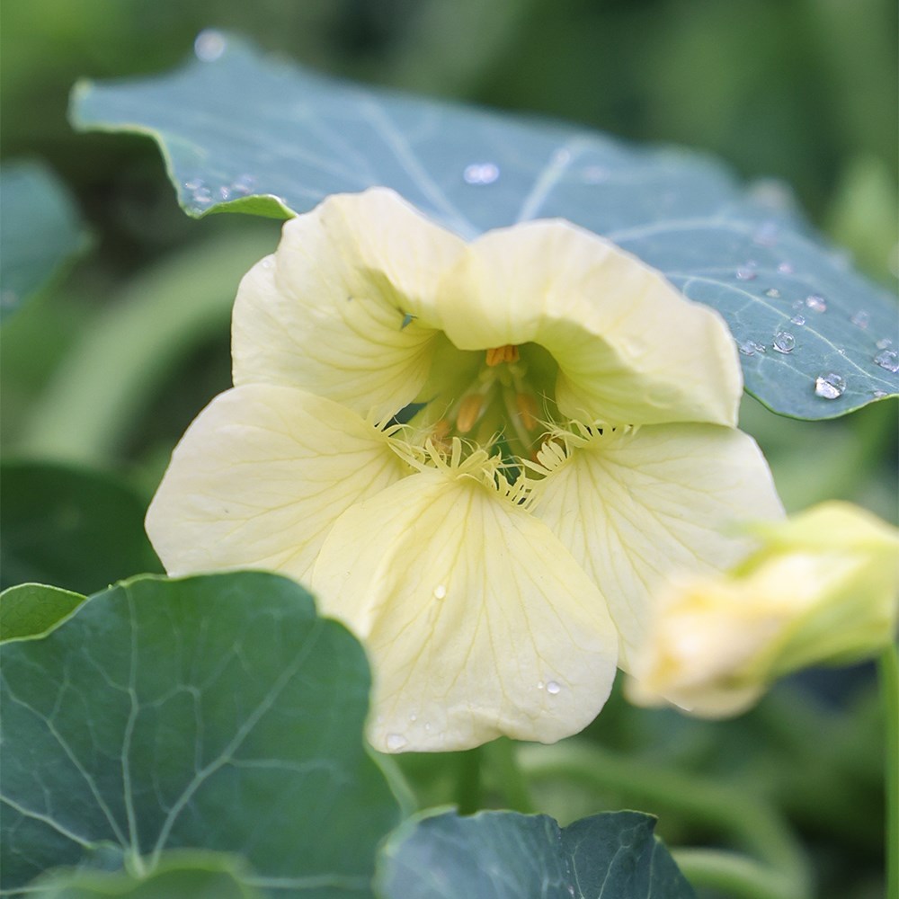 Tropaeolum Majus Milkmaid | Nasturtium