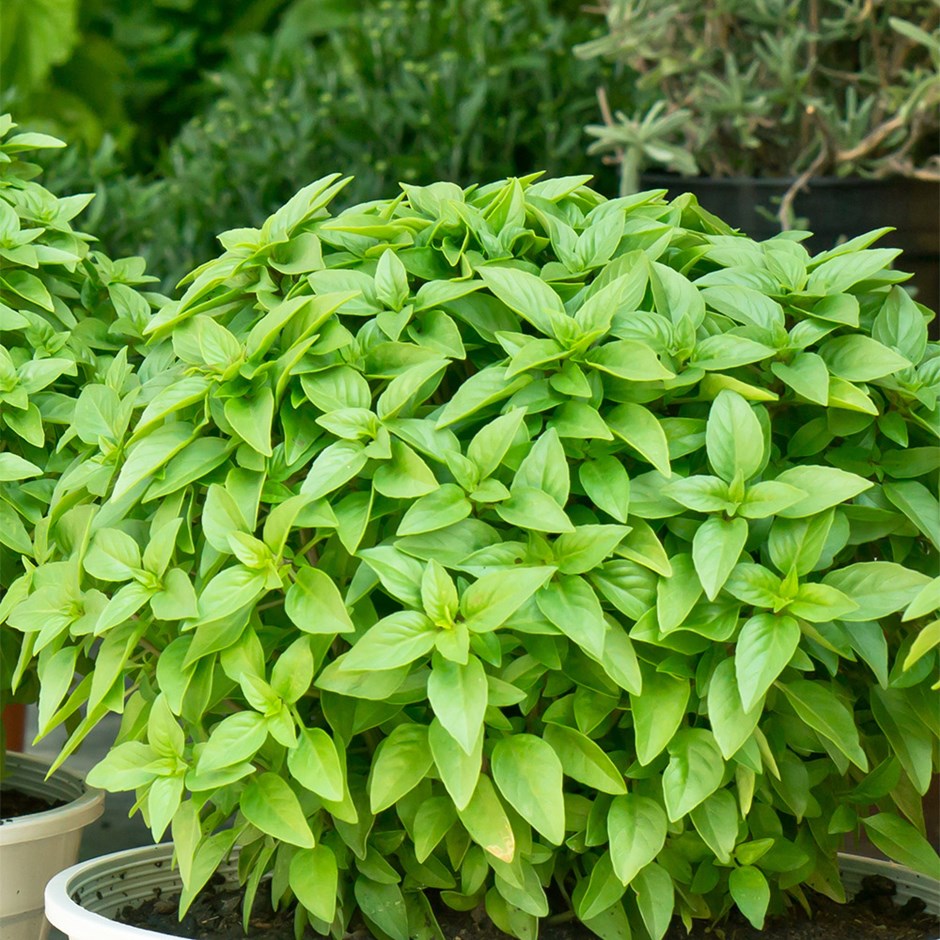 Greek Basil | Ocimum Minimum