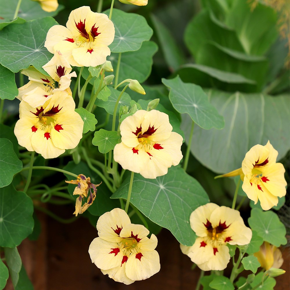 Tropaeolum Majus Peach Melba | Nasturtium