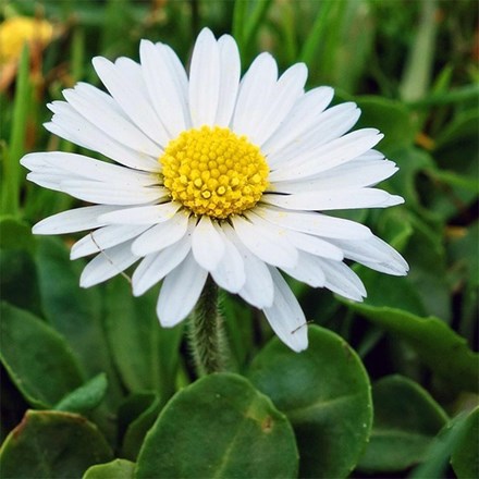 Bellis Perennis