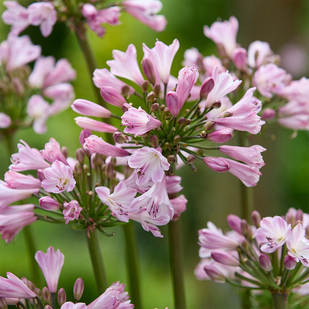 Agapanthus Poppin Pink | African lily
