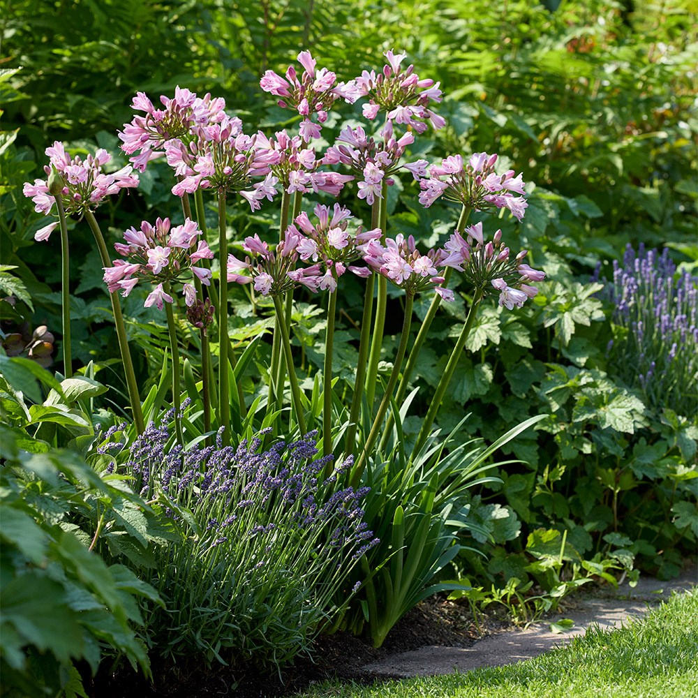 Agapanthus Poppin Pink | African lily
